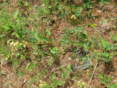 Astragalus neglectus