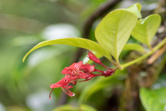 Aeschynanthus bracteatus