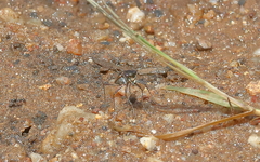 Myriochila semicincta