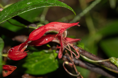 Aeschynanthus bracteatus