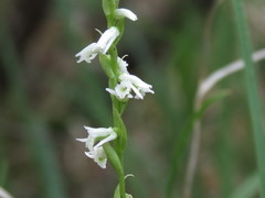 Spiranthes lacera lacera