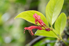 Aeschynanthus bracteatus