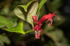 Aeschynanthus bracteatus