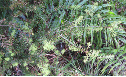 Podocarpus acutifolius observed 2017-11-20