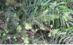 Podocarpus acutifolius