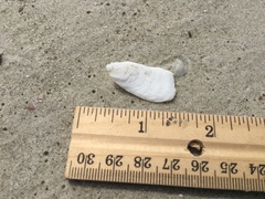 Crepidula plana