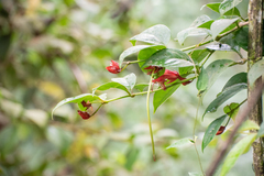 Aeschynanthus bracteatus
