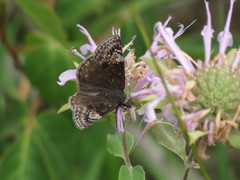 Erynnis lucilius