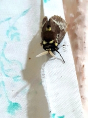 Megalopyge albicollis superba