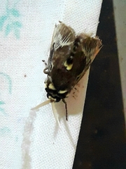 Megalopyge albicollis superba