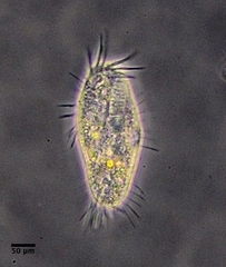 Tachysoma pellionellum