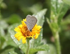 Zizeeria knysna knysna