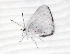 Eirmocides consimilis