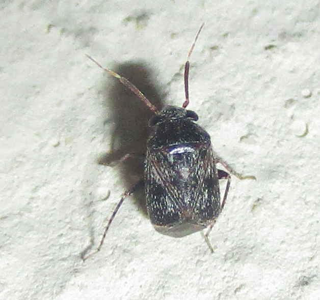 Neoambonea