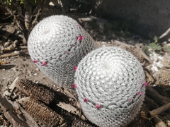Mammillaria haageana haageana