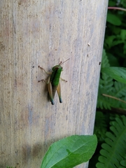 Caryanda spuria