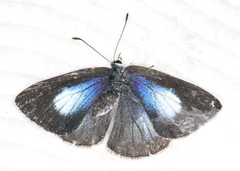 Eirmocides consimilis