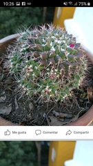 Mammillaria compressa