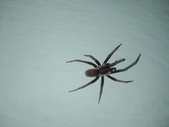 Kukulcania hibernalis
