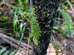 Tmesipteris sigmatifolia