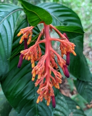 Palicourea triphylla