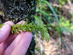 Tmesipteris sigmatifolia