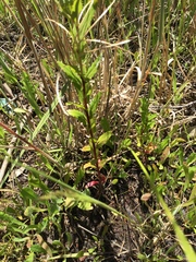 Epilobium billardiereanum intermedium