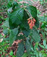 Palicourea triphylla
