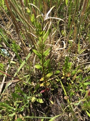 Epilobium billardiereanum intermedium