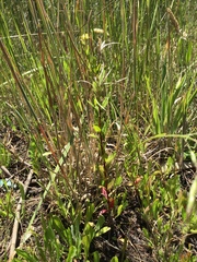 Epilobium billardiereanum intermedium