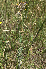 Senecio glomeratus glomeratus