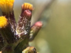 Senecio glomeratus glomeratus