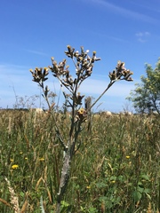 Senecio glomeratus glomeratus