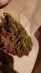 Amphidium californicum