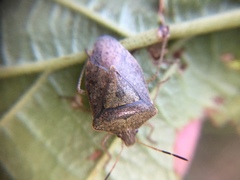 Euschistus variolarius