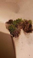 Amphidium californicum