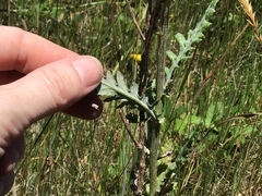 Senecio glomeratus glomeratus