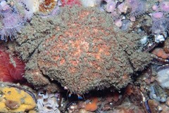 Dromidia aegibotus