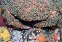 Dromidia aegibotus
