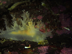 Dendronotus lacteus