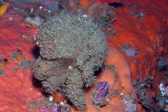 Dromidia aegibotus