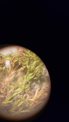 Amphidium californicum