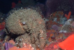 Dromidia aegibotus