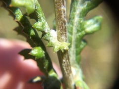 Senecio glomeratus glomeratus