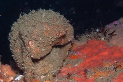 Dromidia aegibotus