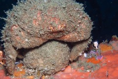Dromidia aegibotus