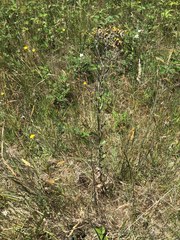 Senecio glomeratus glomeratus