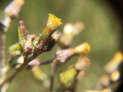 Senecio glomeratus glomeratus
