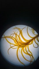 Amphidium californicum