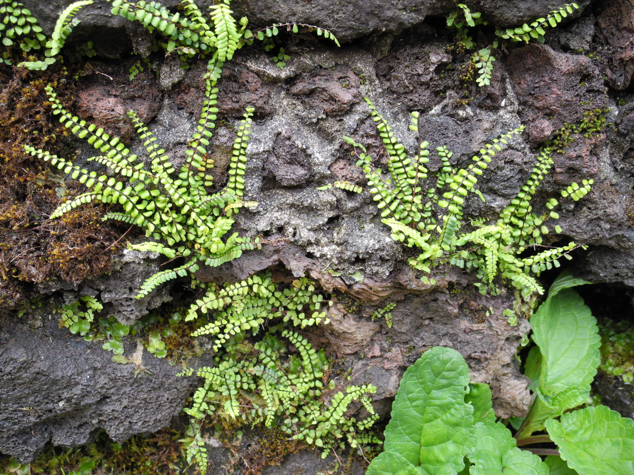 Asplenium trichomanes ssp. quadrivalens